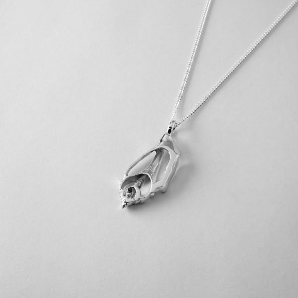 Sea Shell