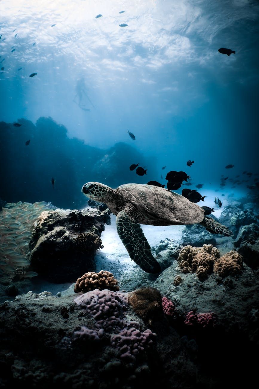 The Hidden Meanings of Turtle Symbolism in Design & Nature - Kaikoa Designs The Hidden Meanings of Turtle Symbolism in Design & Nature - Kaikoa Designs