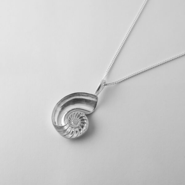 Medium Nautilus Shell